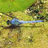 Erythemis simplicicollis