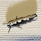 Ethmia bipunctella