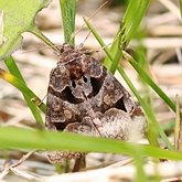 Euclidia cuspidea
