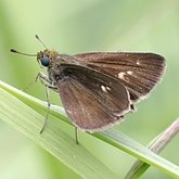 Euphyes vestris