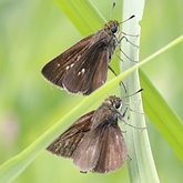 Euphyes vestris