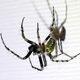 Eustala anastera