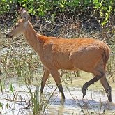 Mammals - Even-toed ungulates