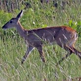 Mammals - Even-toed ungulates