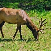 Mammals - Even-toed ungulates