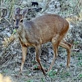 Mammals - Even-toed ungulates