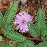 Angiospermas Eudicotiled&#244;neas  - Fabales