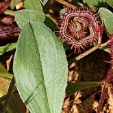 Angiospermas Eudicotiledôneas  - Fabales