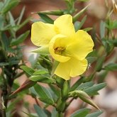 Angiosperms Eudicots  - Fabales