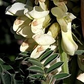 Angiosperms Eudicots  - Fabales