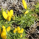 Angiospermas Eudicotiledôneas  - Fabales