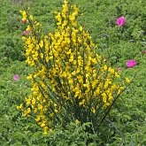 Angiospermes Eudicotyl&#233;dones - Fabales