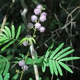 Okrytonasienne dwuliścienne - Fabales (bobowe)