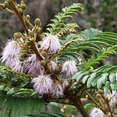 Okrytonasienne dwuliścienne - Fabales (bobowe)