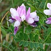 Okrytonasienne dwuliścienne - Fabales (bobowe)