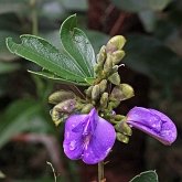 Okrytonasienne dwuliścienne - Fabales (bobowe)