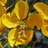 Okrytonasienne dwuliścienne - Fabales (bobowe)
