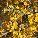 Okrytonasienne dwuliścienne - Fabales (bobowe)