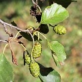 Okrytonasienne dwuliścienne - Fagales (bukowce)
