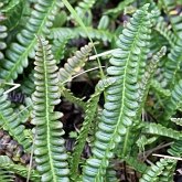 Plants, others - Ferns