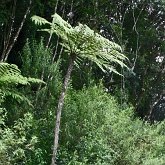 Plants, others - Ferns