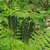 Plants, others - Ferns