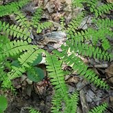 Plants, others - Ferns