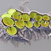 Plants, others - Ferns