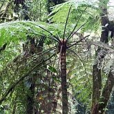 Plants, others - Ferns