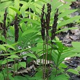 Plantas, outras - Fetos