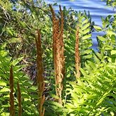Plantas, outras - Fetos