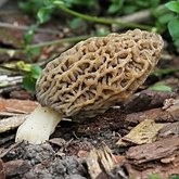 Fonges, Lichens - Fonges, autres