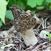 Fonges, Lichens - Fonges, autres