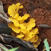 Fonges, Lichens - Fonges, autres