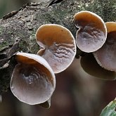Fonges, Lichens - Fonges, autres
