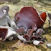 Fonges, Lichens - Fonges, autres