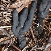 Fonges, Lichens - Fonges, autres