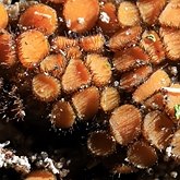 Fonges, Lichens - Fonges, autres