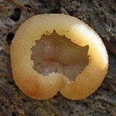 Fonges, Lichens - Fonges, autres