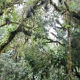 Forêt Atlantique (Sud du Brésil)