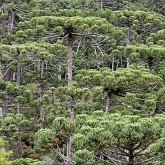 Forêt d'araucaria (= Forêt ombrophile mixte)