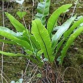 Plantes, autres - Foug&#232;res (Filicophytes)