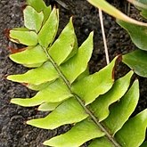 Plantes, autres - Foug&#232;res (Filicophytes)
