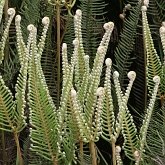 Plantes, autres - Foug&#232;res (Filicophytes)