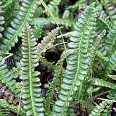 Plantes, autres - Foug&#232;res (Filicophytes)