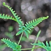 Plantes, autres - Foug&#232;res (Filicophytes)