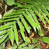 Plantes, autres - Foug&#232;res (Filicophytes)