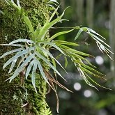 Plantes, autres - Fougères (Filicophytes)
