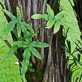 Plantes, autres - Foug&#232;res (Filicophytes)