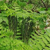 Plantes, autres - Foug&#232;res (Filicophytes)